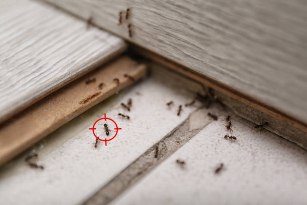 Best Spider Control Near Me  in Carbonville, UT