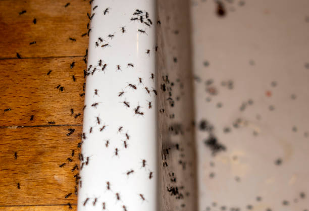 Best Termite Control Services  in Carbonville, UT