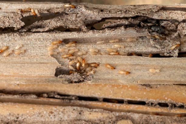 Best Wasp Removal Services  in Carbonville, UT